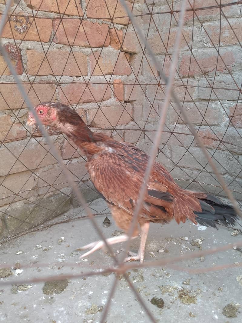 aseel sindhi 2