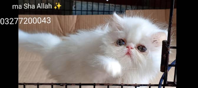 CFA bloodline pure peki face tripple coated import quality kitten dmd