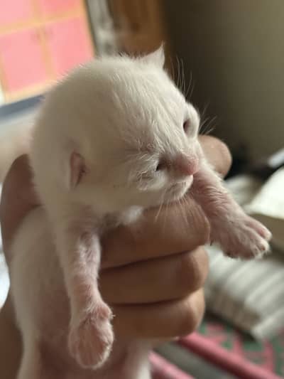 Persian cat baby