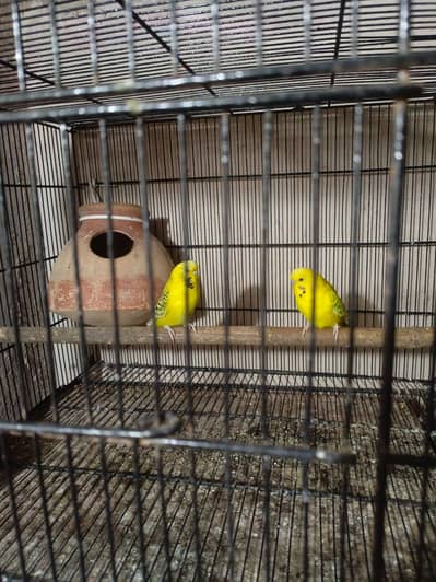 under size budgies