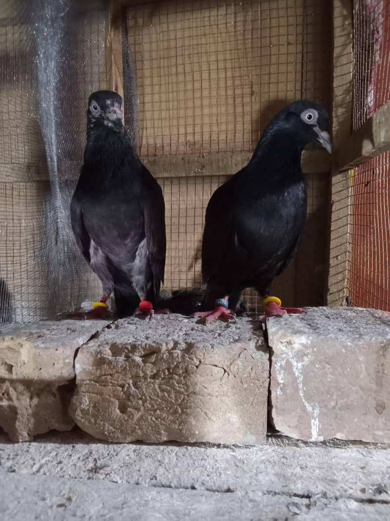 pigeons 0