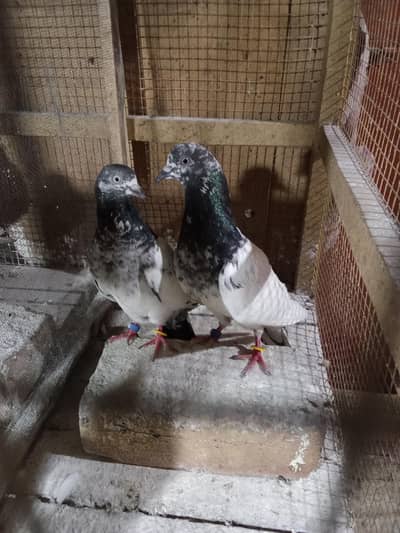 pigeons