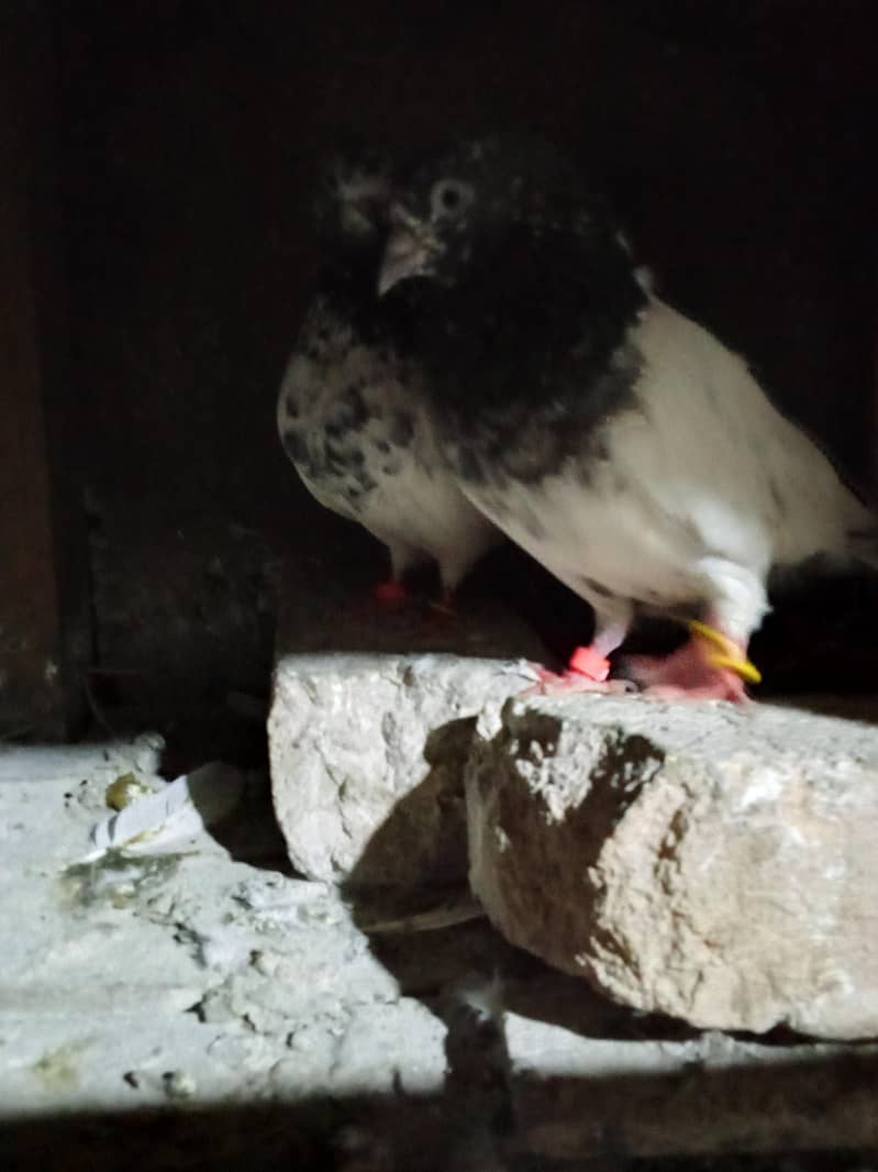 pigeons 2
