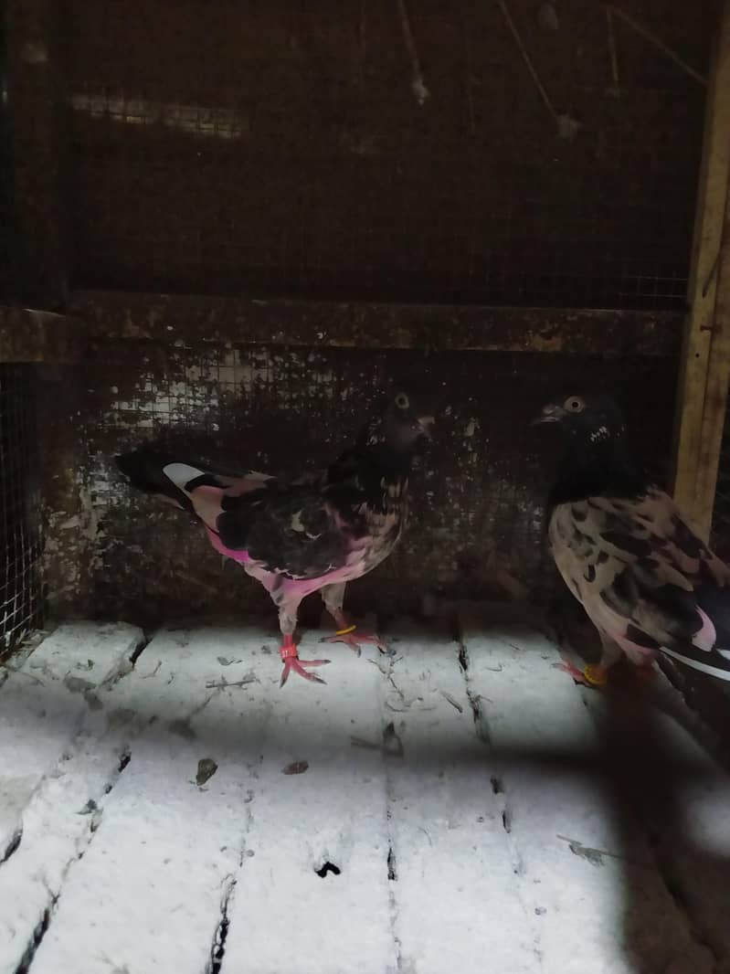 pigeons 3