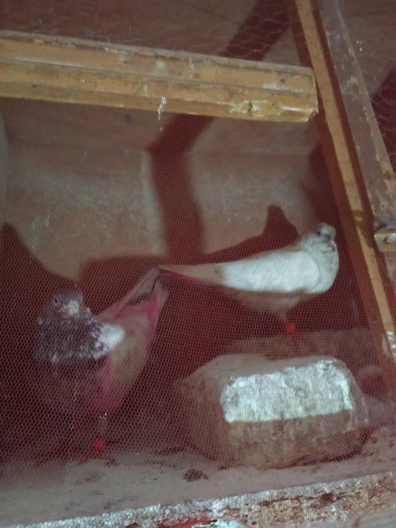 pigeons 4
