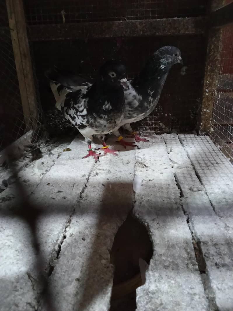 pigeons 5
