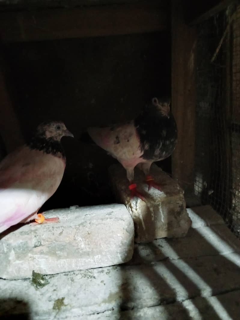 pigeons 6