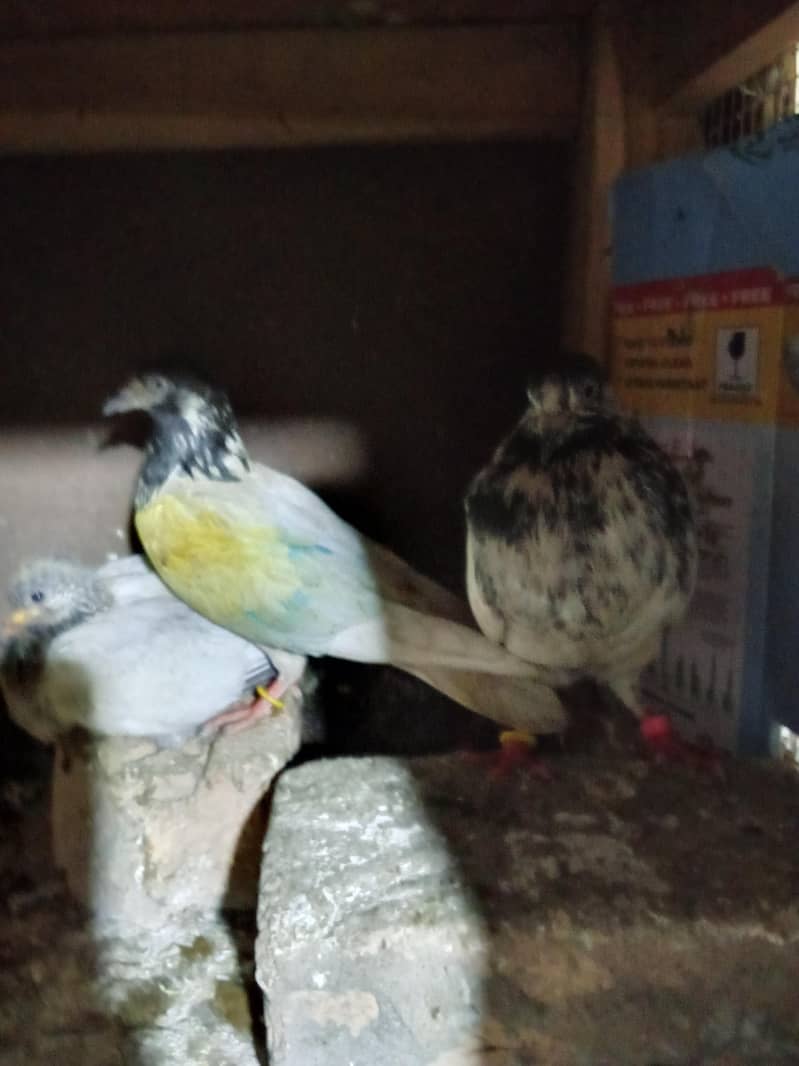 pigeons 7