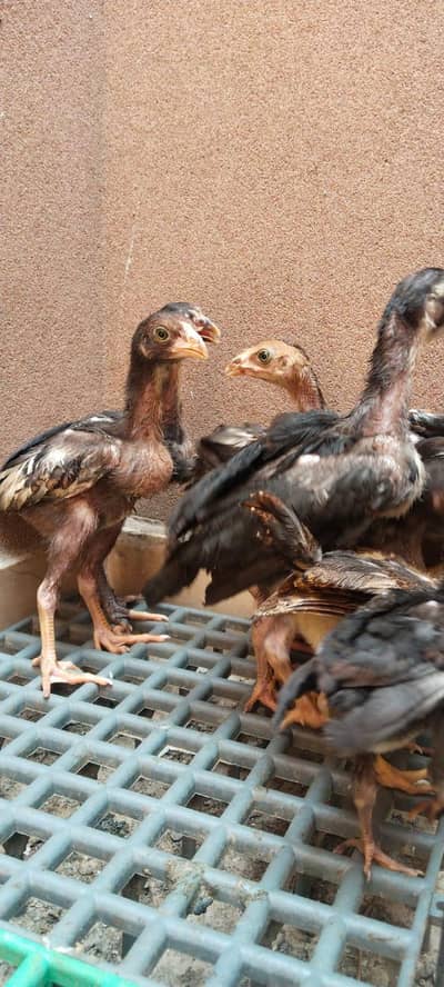 Aseel thai chicks
