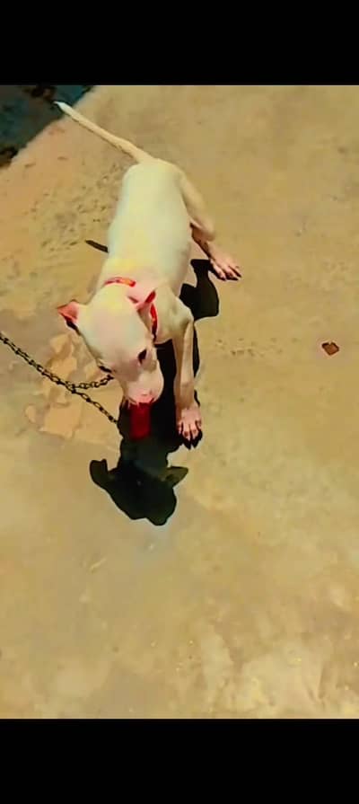 kDog dog