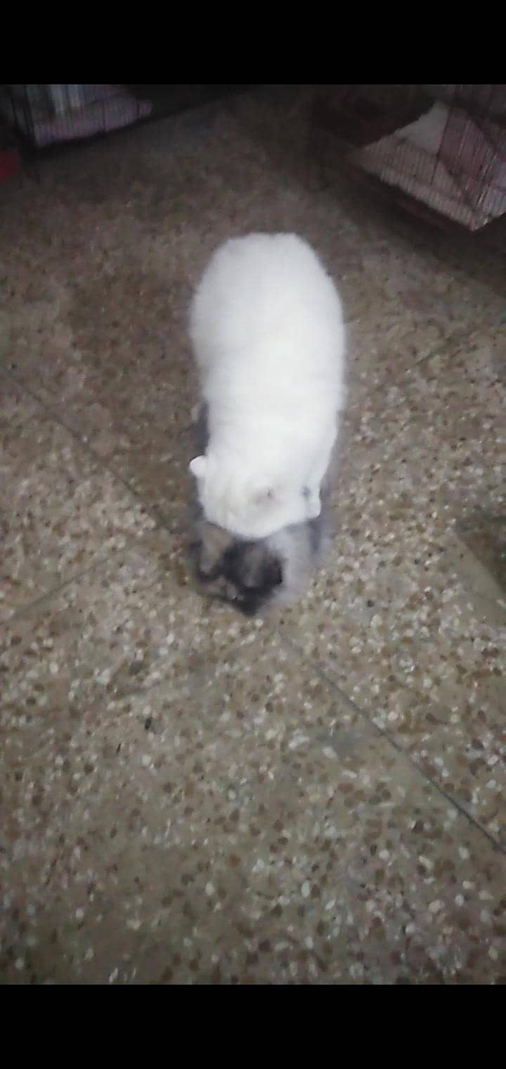 stud mating serves 3