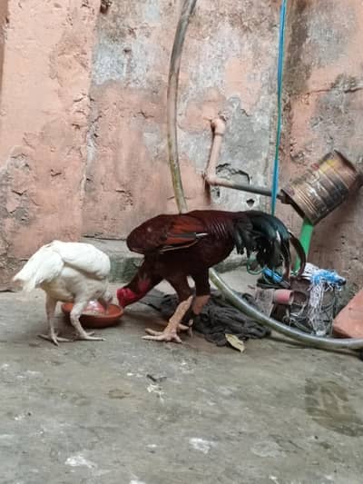 mian wali aseel roaster with Heera maadi and chicks at