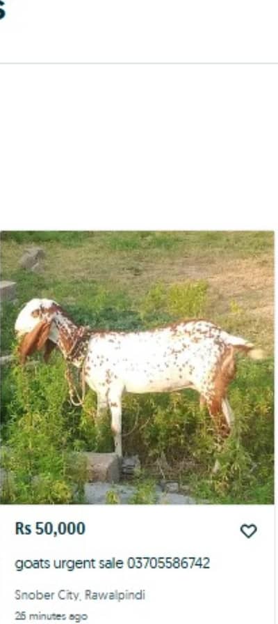 urgent sale need for cach 03705586742