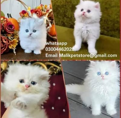 Persian Kittens | Persian Cat | Punch Face Persian | Triple Coated
