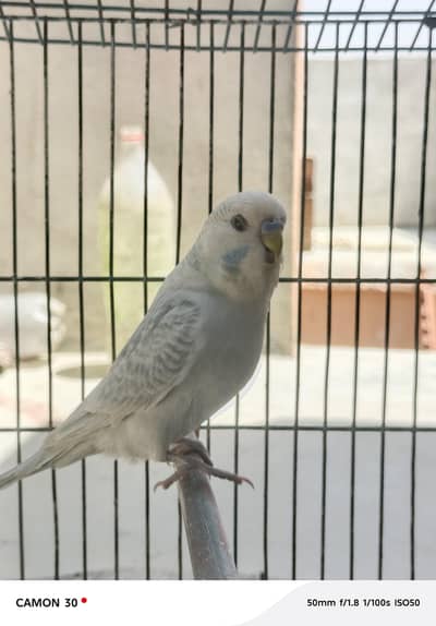 king size budgie