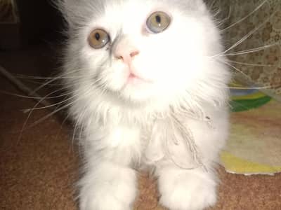 Turkish Kitten