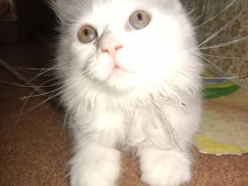 Turkish Kitten 0