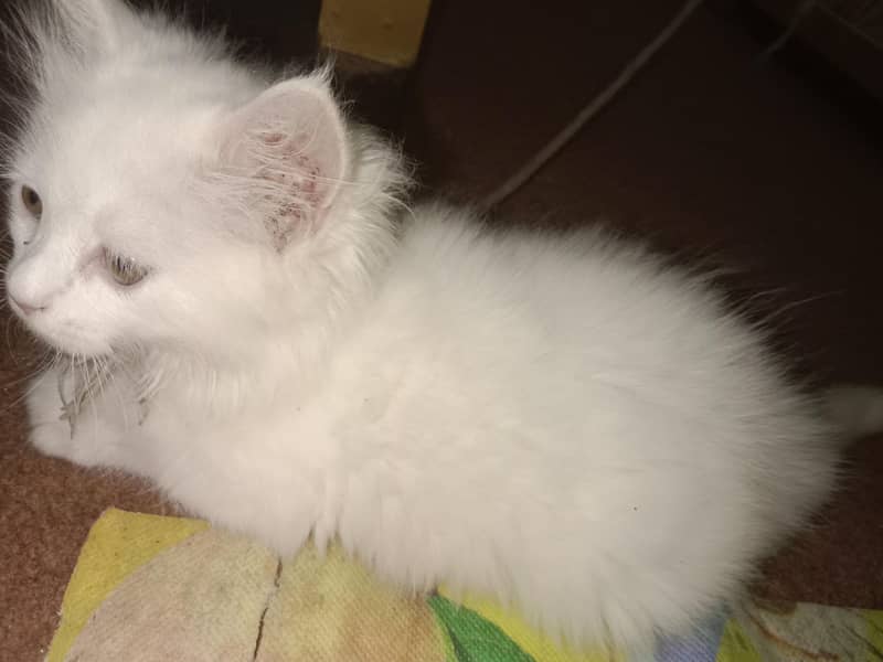 Turkish Kitten 1