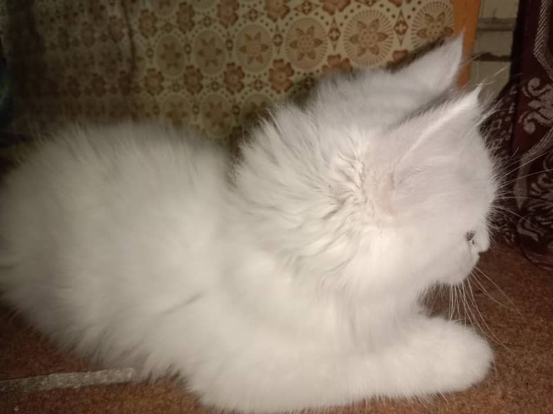 Turkish Kitten 2