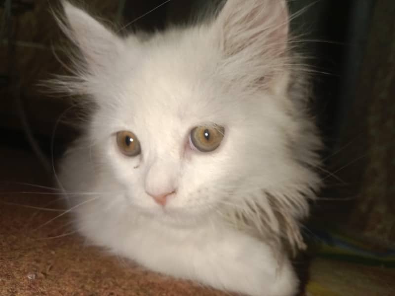 Turkish Kitten 3