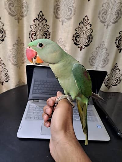 Raw hand tame self chick