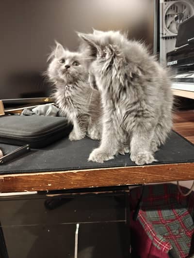 2.5 coated Persian kitten