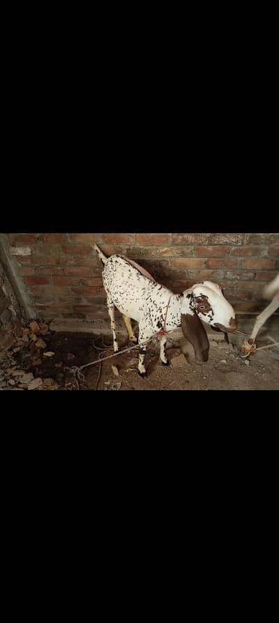 makani Chini barki for sale