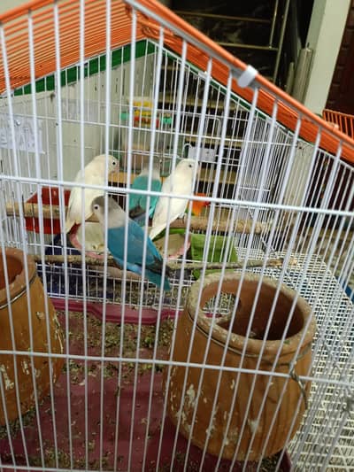 Love birds