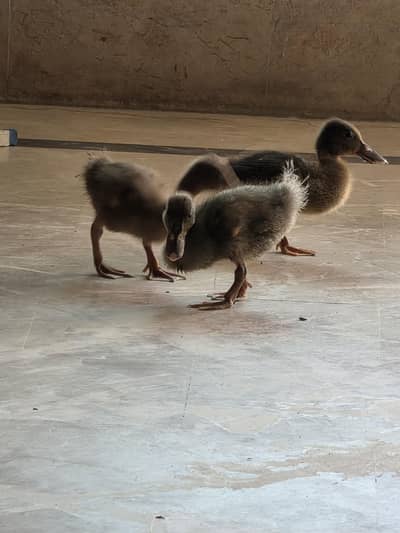 ducks healty and active