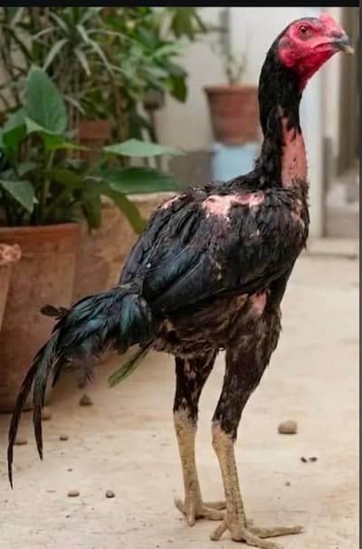 5 chickens 1 Cock