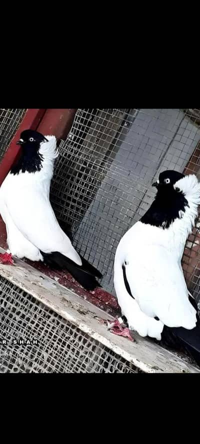 English Pigeons