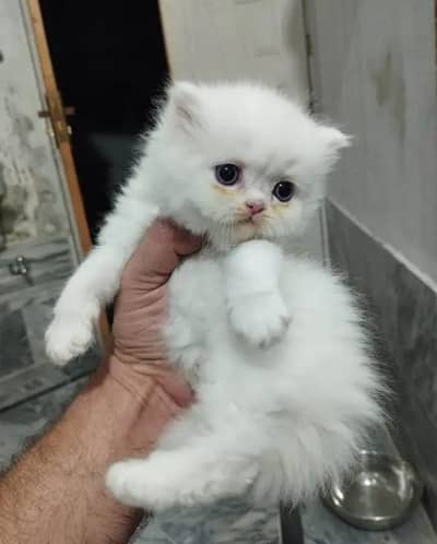 (Persian female kitten) (for sale all) (Pakistan delivery available)