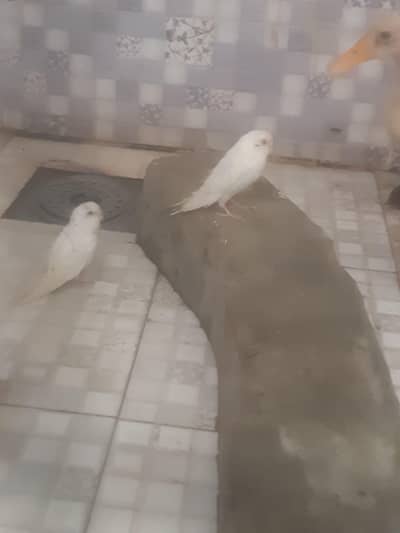 female red eyes male black eyes full white pair Bruder jora