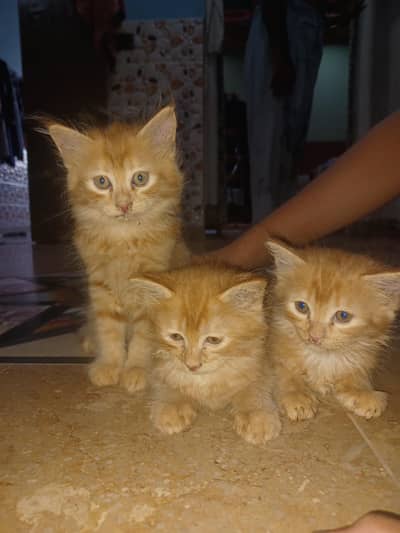 2 Brown persion female kitten's available for sale in reasonable price