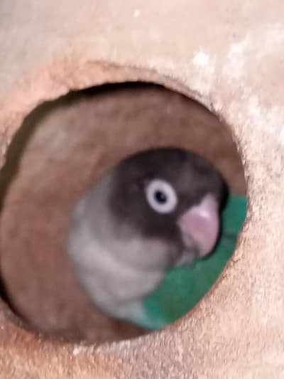 Healthy Love Birds for Sale | Active & Beautiful | Karachi