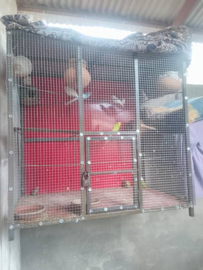 3 breeder pair with 4chicks and eggs with metal cage4by 3fit size