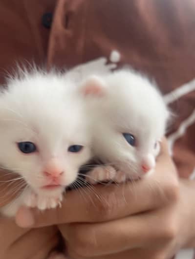 Persian kittens for sale
