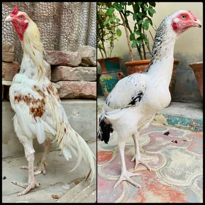 Aseel Murga Murgi
