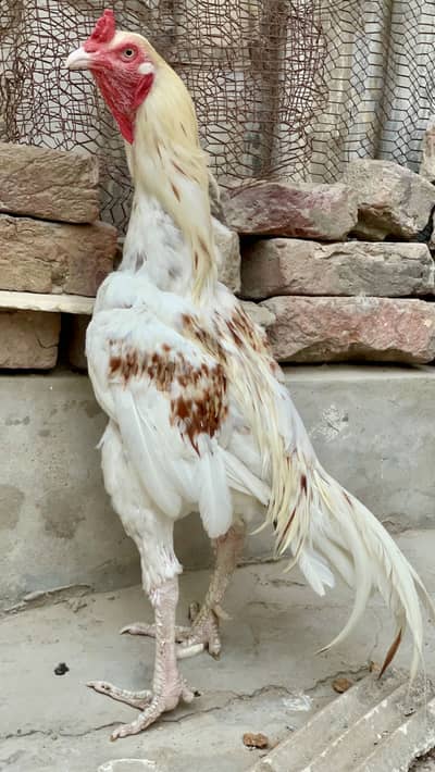Aseel Murga Murgi