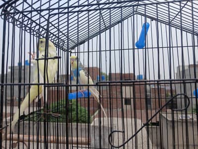 budgies pair for sale