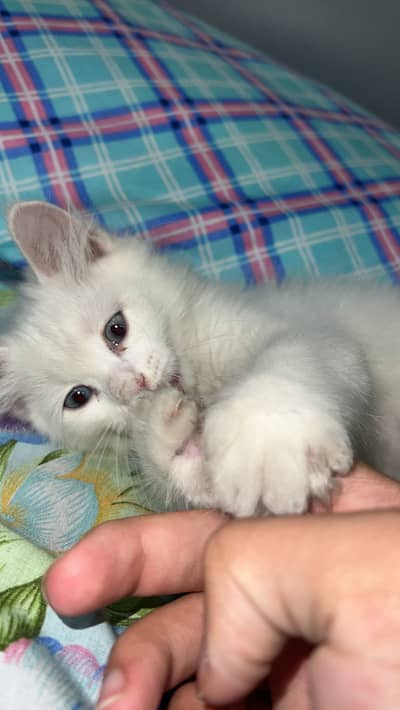 High quality persian cat available best for home