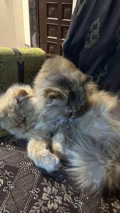 Ginger and Tabby persian Pair