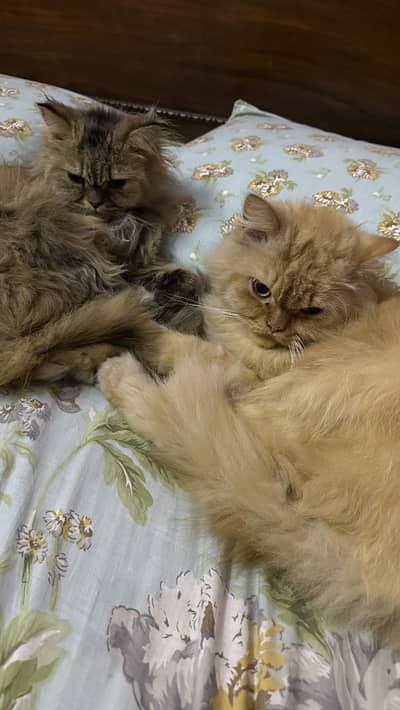 Pure Persian Cat Pair | Neutered + Vaccinated + records available