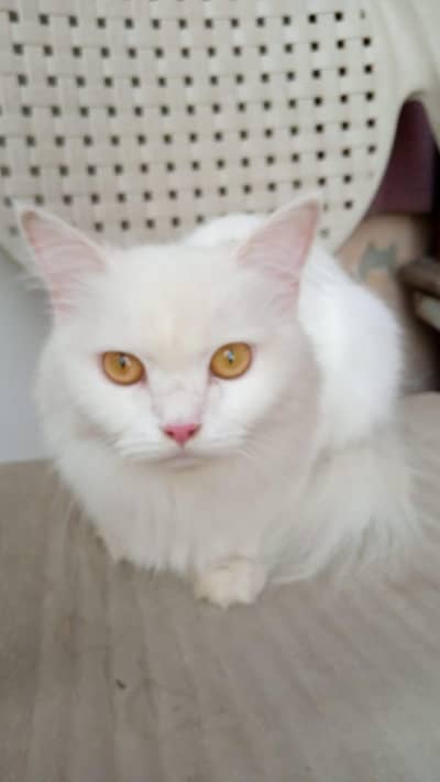 cat pair for sale ha buht Achi quwalti my or full hndtame and halthy h