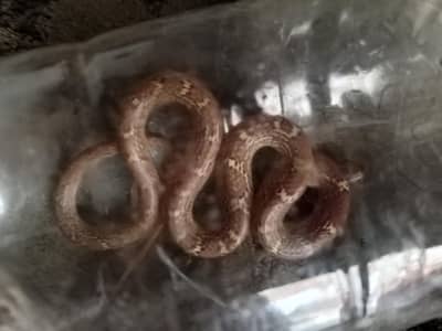 snaik