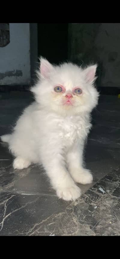 *Persian Cats Available for sale*