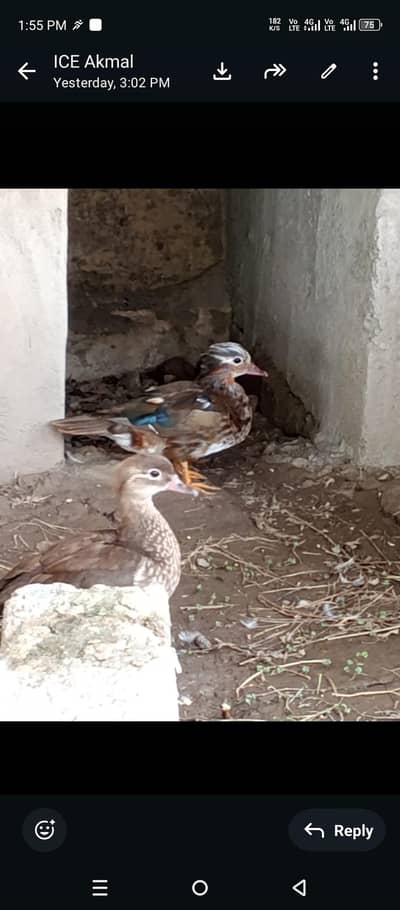 mandarins and carolina ducks