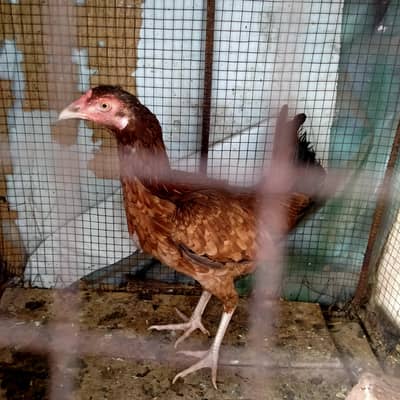 female Aseel hen