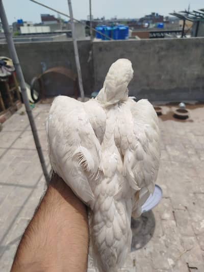 Heera Madi for Sale