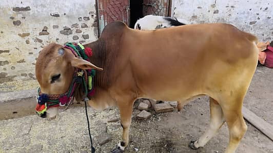 Mashallah sahilwal cross danad hai 2 saal qurbani 2026 bitgaram